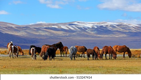 Herd of horses with mountain at  in Bayan-Ulgii province of western Mongolia
