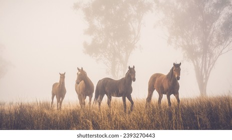 herd of horses on a foggy morning