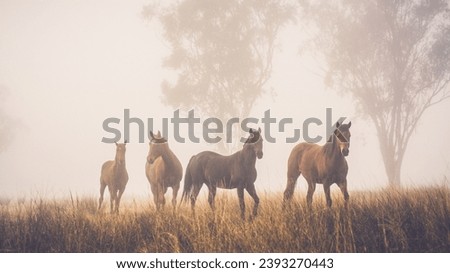 herd of horses on a foggy morning