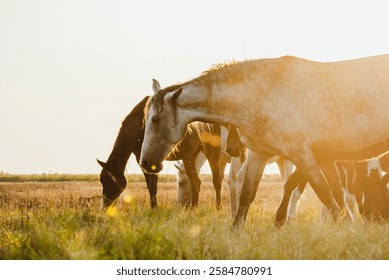The herd of horses pasture in the meadow during golden hours	 - Powered by Shutterstock - Get 15% off with code: PIKWIZARD15
