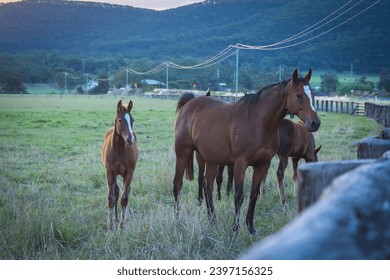 a herd of horses playing in the field - Powered by Shutterstock