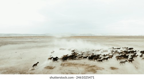 A herd of horses is running across a sandy field. aerial view of a herd of horses - Powered by Shutterstock