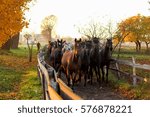 Herd of horses running down the path to the farm in the autumn