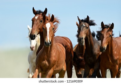 Herd Of Horses Running Gallop On The Field