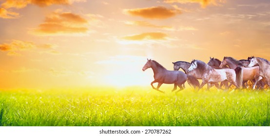 herd of horses running on sunny summer pasture over sunset sky, banner for website