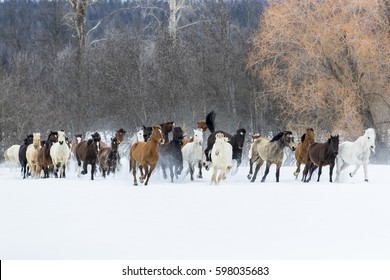 A Herd Of Horses Running Through The Snow In The Mountains