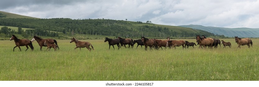 A herd of horses runs through the pasture against the background of mountains and blue sky. Panoramic shooting, banner for your advertising