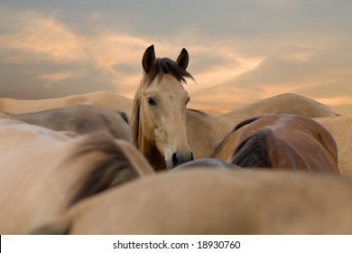 herd of horses in sunrise