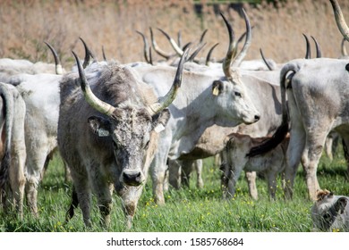 Herd Of Hungarian Gray Cattle On The Field In Hortobágy National Park.