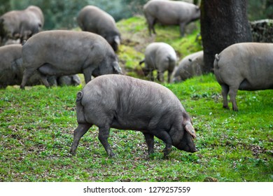 herd of Iberian pigs
