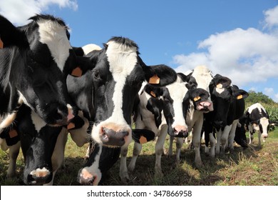 Herd of inquisitive black and white Holstein dairy cattle  and heifers standing in a row in the pasture  looking at the camera, oblique angle with focus to the face of the second cow