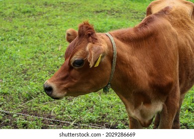 Herd Of Jersey Cows Grazing In The Grasslands