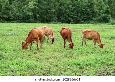 Herd Of Jersey Cows Grazing In The Grasslands