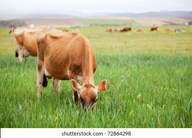 Herd Of Jersey Cows Grazing In A Green Pasture