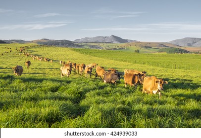 Herd of Jersey cows in the Natal Midlands, South Africa