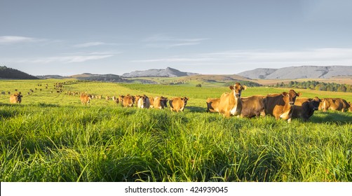 Herd Of Jersey Cows In The Natal Midlands, South Africa