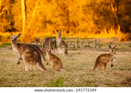 Herd of kangaroos at twilight (Coombabah Lake, QLD, Australia)