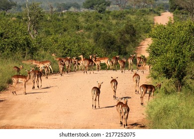 Herd Of Kudus On A Sandy Dirt Road Through The Green Bush Of Kruger National Park