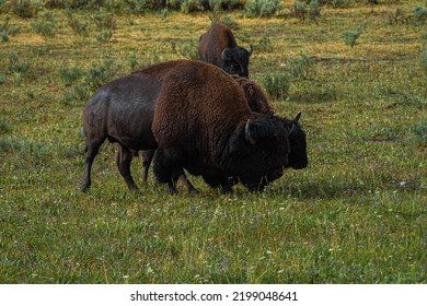 Herd Of Large Yellowstone National Park Bison