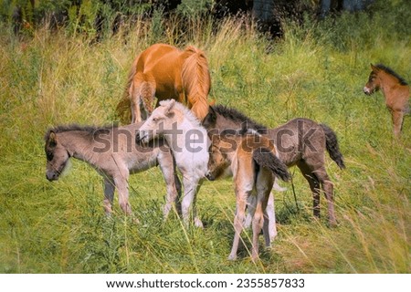 a herd of many cute colourful Icelandic Horse foals playing in the meadow