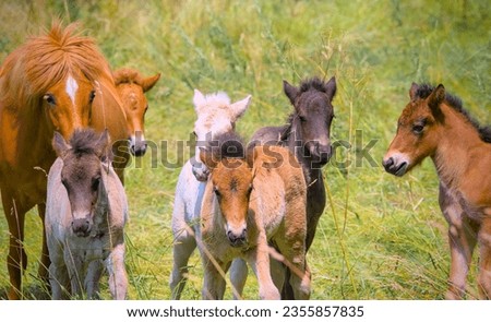 a herd of many cute colourful Icelandic Horse foals playing in the meadow