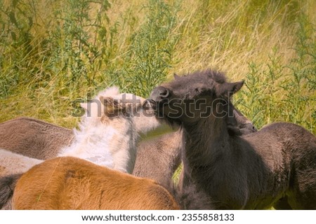 a herd of many cute colourful Icelandic Horse foals playing in the meadow, near to the camera