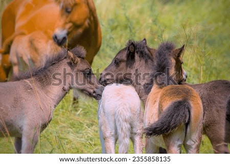 a herd of many cute colourful Icelandic Horse foals playing in the meadow, near to the camera