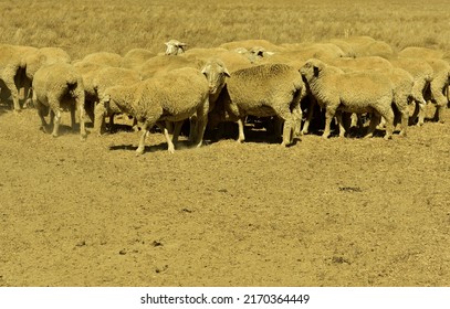 A herd of merino sheep milling around in a dusty dry grass field  in the Western Cape of Southern Africa - Shutterstock ID 2170364449