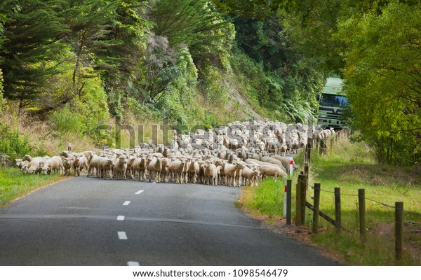 herd of merino sheep on a road in New\
Zealand, blocking the traffic, coming behind\
them