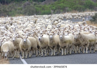 A herd merino sheep on the road,New Zealand - Shutterstock ID 399465874