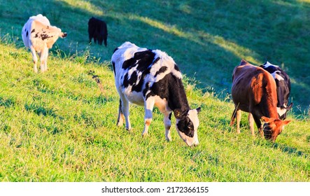 Herd of mild diary cows on cultivated agriculture farm field in Bega valley of Australia.