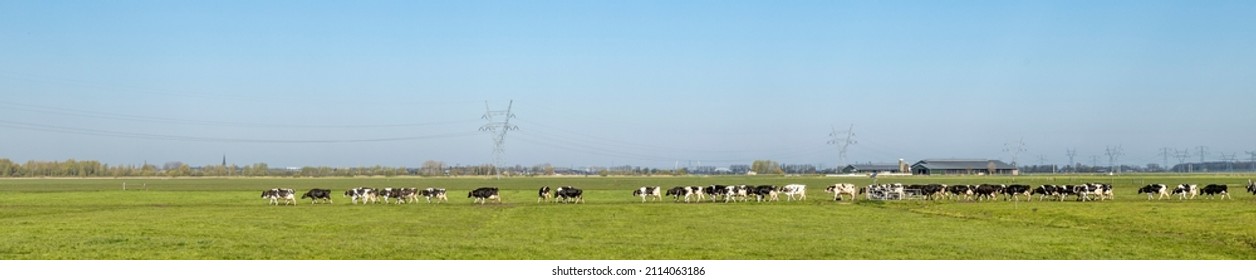 Herd milk cows in a row, in line, one behind the other in sequence in a country landscape