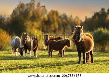 Herd of miniature shetland breed ponies in the field in autumn