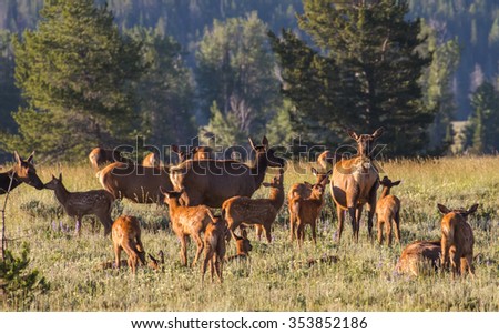 a herd of mother elk with spotted newborn fawns and calves in brush field. nursing and nuzzling in morning light