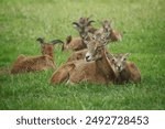 A herd of mouflons in the wild. The lies mother with her baby mouflon. A herd is composed only by females.