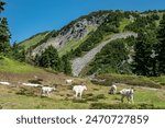 A herd of mountain goats along the Cascade Pass hiking trail in North Cascades National Park