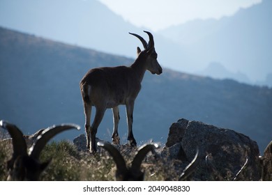 herd of mountain goats among the rocks and grass