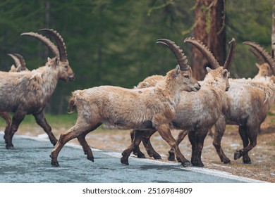 Herd of mountain goats crossing the road. Alpine wildlife. Ibex on mountain road. - Powered by Shutterstock