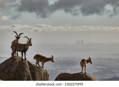 a herd of mountain goats in La Pedriza. Sierra de Guadarrama National Park. Madrid's community. Spain