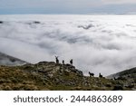 A herd of mountain goats or Spanish ibex (Capra pyrenaica) standing on the rocky mountains of Gredos (Spain) over a sea of clouds