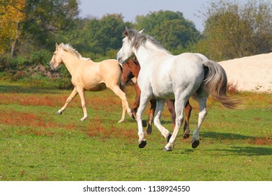 407 Horse running away Images, Stock Photos & Vectors | Shutterstock