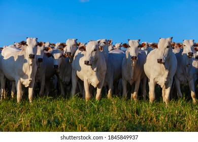 Herd of Nellore cattle grazing, selected animals looking at camera, Brazilian livestock