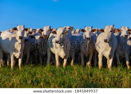 Herd of Nellore cattle grazing, selected animals looking at camera, Brazilian livestock, MS, Brazil