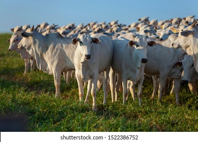 Herd Of Nellore Cattle On Pasture, Exemplary Animals, Steers Ready For Slaughter