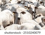 Herd of Nelore cattle grazing in a pasture on the brazilian ranch