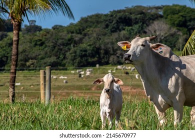 Herd of Nelore cattle grazing in a pasture on the brazilian ranch - Shutterstock ID 2145670977