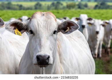 Herd of Nelore cattle grazing in a pasture on the brazilian ranch - Shutterstock ID 2156810235