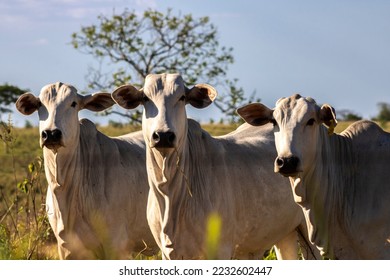Herd of Nelore cattle grazing in a pasture on the brazilian ranch - Shutterstock ID 2232602447