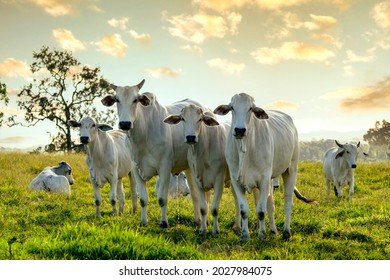 herd of Nelore cattle on pasture - Shutterstock ID 2027984075