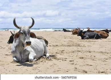 A Herd Of Nguni Cows With Big Horns Sitting On The Beach In Coffee Bay At The Indian Ocean In The Eastern Cape At The Wild Coast Of South Africa Against A Blue Sky And The Shoreline